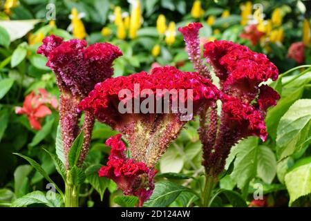 Beautiful dark red color of Cockscomb 'Bombay Fire' flowers Stock Photo