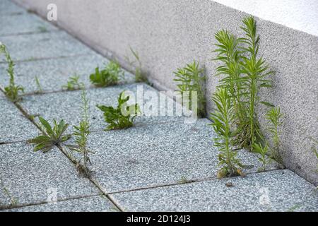 Weed growing in a deserted urban area Stock Photo