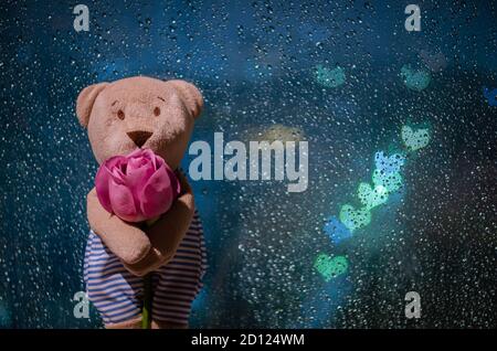 Teddy bear standing with a rose at window when raining with colorful love shape bokeh lights. Stock Photo