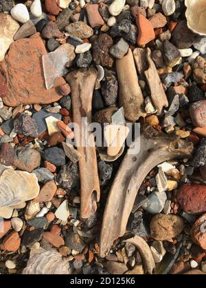 London, UK. 22nd Sep, 2020. Animal bones lie on the shore. On the banks of the Thames in London, mudlarkers often find ancient animal bones that people have broken open to scrape out the marrow and eat. (to dpa: 'On a treasure hunt on the banks of the Thames: Mudlarking increasingly popular') Credit: Silvia Kusidlo/dpa/Alamy Live News Stock Photo