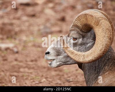 Profile of a Bighorn sheep ram standing on rocks in a wildlife park Stock Photo