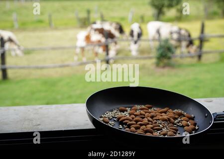 countryside cows with skillet roasting almonds rustic house Stock Photo