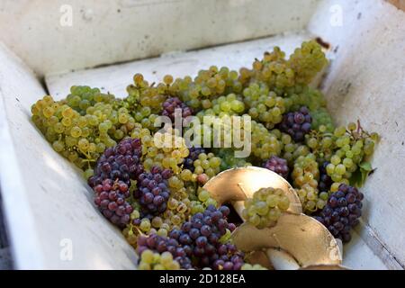 Grapes in old press for grapes crushed Stock Photo