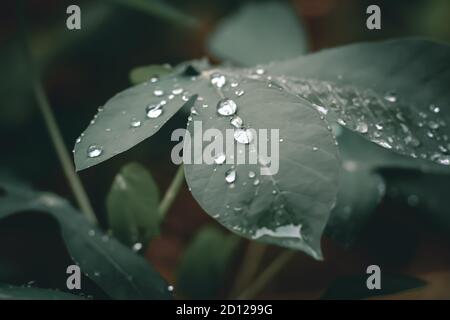 water droplets on cassava leaves Stock Photo