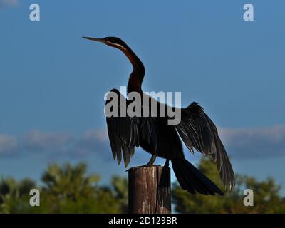 African darter (anhinga rufa, snakebird) with black plumage perching on wooden pole and drying its feathers at Thamalakane River, Maun, Botswana. Stock Photo