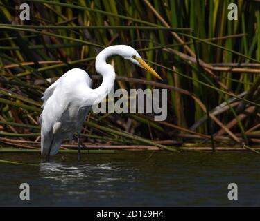 A great egret (Ardea alba) hunts along the reeds at the edge of Struve Slough in California