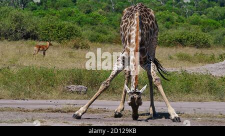 Angolan giraffes (giraffa camelopardalis angolensis, namibian giraffe) with spread legs licking the soil with antelope in background in Chobe NP. Stock Photo