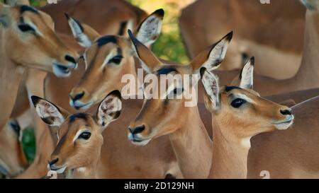 Closeup view of the heads of five black-faced impala antelopes (aepyceros melampus) standing together in a herd at Chobe National Park, Botswana. Stock Photo
