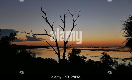 Panoramic view over Chobe River after sunset with silhouette of a dead tree and dragonflies flying in the air near Kasane in Chobe National Park. Stock Photo