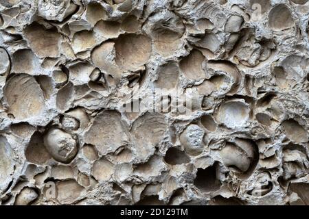 Shell rock geology sample closeup. Rock consist of many small sea shells and its prints. Stock Photo