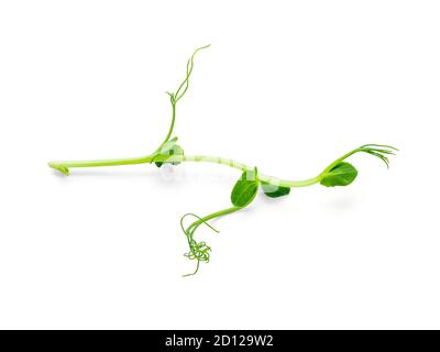 Micro greens - sprouts peas isolated on white background. Top view or flat lay. Stock Photo