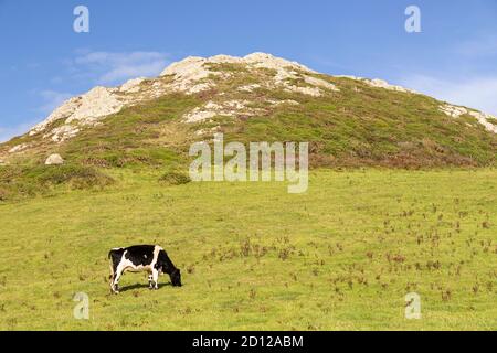Friesian Cow on the Anglesey Coastal Path, North Wales Stock Photo