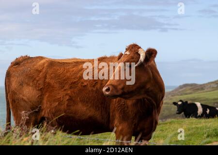 Brown cow on the Anglesey Coastal Path, North Wales Stock Photo