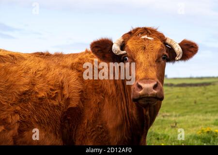 Brown cow on the Anglesey Coastal Path, North Wales Stock Photo