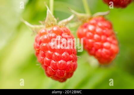 Ripe raspberry berries ripened on a branch in the forest. a few pink berries hang on a branch Stock Photo