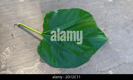 Mulberry leaf on ground. Organic fresh (Morus alba) leaf from garden. Stock Photo