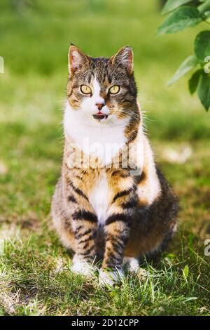 A beautiful domestic tabby cat with bright yellow eyes sits in the green grass and looks to the camera Stock Photo