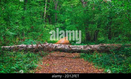 A fallen tree in forest blocked way Stock Photo