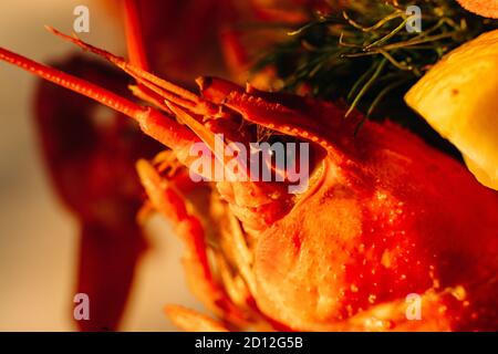 Cooked red crawfish in close-up. Prepared lobster in close-up. Stock Photo