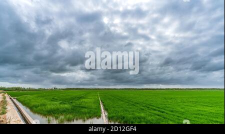 Track and irrigation ditch near rice fields in Valencia Stock Photo