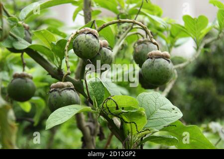 mangosteen tree (Garcinia mangostana) which bears fruit. green mangosteen that is still raw against a background of green gardens. lush tropical plant Stock Photo