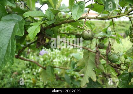 mangosteen tree (Garcinia mangostana) which bears fruit. green mangosteen that is still raw against a background of green gardens. lush tropical plant Stock Photo