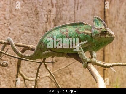 Green chameleon lizard sitting on a dead tree branch Stock Photo