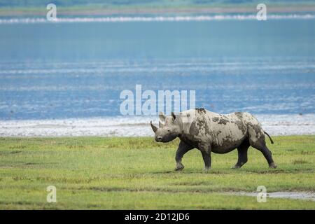 Black rhino walking on green grass near water in Ngorongoro Crater in Tanzania Stock Photo