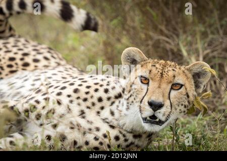 Cheetah with beautiful amber eyes head on portrait in Ndutu in Tanzania Stock Photo