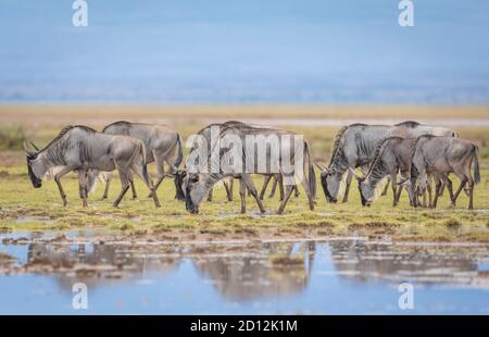 A herd of wildebeest eating grass in wet plains of Amboseli National Park in Kenya Stock Photo
