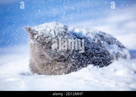 Blue British shorthair cat lying outdoors in winter. The cat is on the deep snow at blizzard Stock Photo