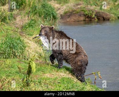 Fishing brown bear with salmon Stock Photo