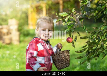Portrait of cool baby boy harvesting rural apples in the autumn garden Stock Photo