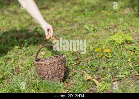 Hand throwing a walnut into handmade wicker basket in the garden. Stock Photo