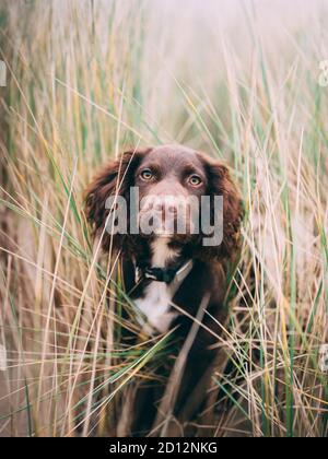 Sprocker Stock Photo
