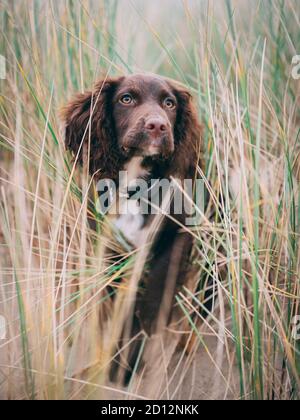 Sprocker Stock Photo