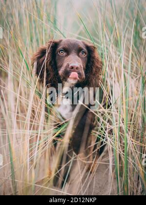 Sprocker Stock Photo
