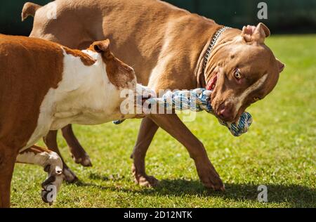 Two dogs amstaff terrier playing tug of war outside. Stock Photo