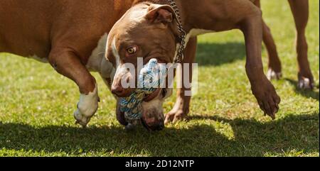 Two dogs amstaff terrier playing tug of war outside. Stock Photo