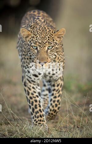 Vertical portrait of an adult leopard walking towards camera in Masai Mara in Kenya Stock Photo