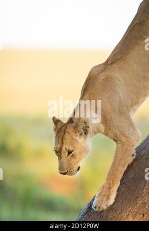 Vertical portrait of a lioness walking down the tree in warm afternoon light in Masai Mara in Kenya Stock Photo