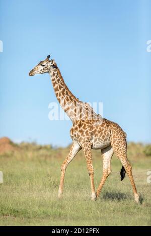 Vertical portrait of a female giraffe walking in green grass with blue sky in the background in Masai Mara in Kenya Stock Photo