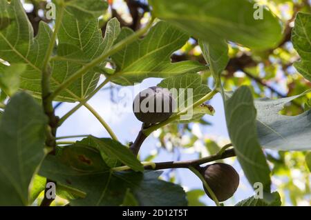 Close up of mature black figs and leaves, Ficus carica, organic cultivation taken in Dalmatia, Croatia Stock Photo