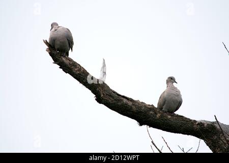 two turtle doves sit on the branches of a dry tree Stock Photo