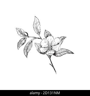 Cherry blossom branch isolated on a white background. Vintage Botanical hand - drawn illustration. Spring flowers of Apple or cherry trees. Stock Vector