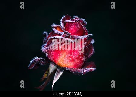 The bud of a red rose, covered with frost on a cold morning, on a dark background Stock Photo