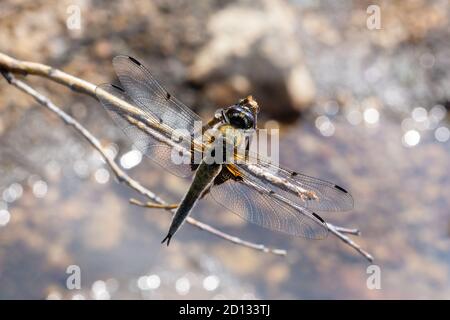Ginger dragonfly sitting on a branch wings spread on glare background Stock Photo