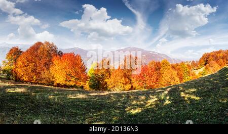 Panorama of picturesque autumn mountains with red beech forest in the foreground. Landscape photography