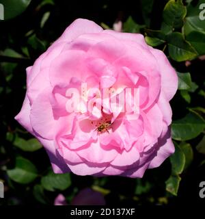 A pink rose with a honey bee taking nectar Stock Photo