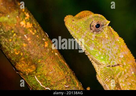 Hump-nosed Lizard, Lyriocephalus scutatus, Sinharaja National Park Rain Forest, World Heritage Site, UNESCO, Biosphere Reserve, National Wilderness Ar Stock Photo